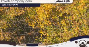 حفاظ شاخ گوزنی